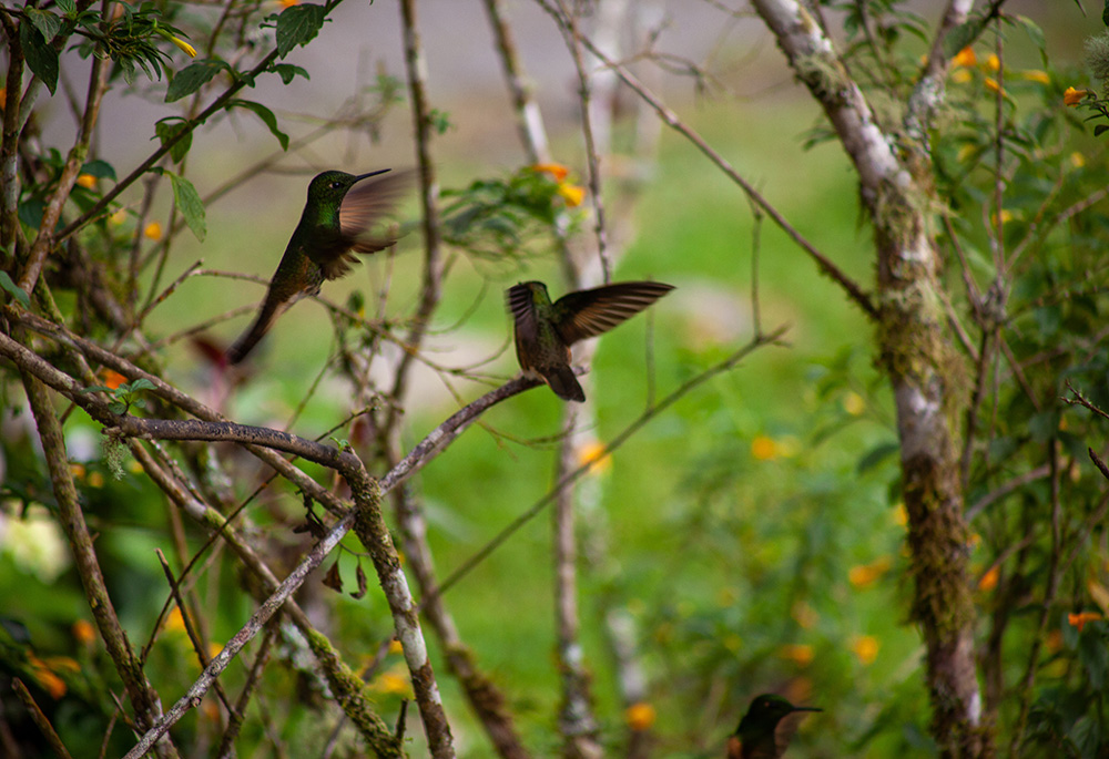 Two hummingbirds in a Colombian forest Jan. 23 in Caldas, Colombia. (Unsplash/Backroad Packers)