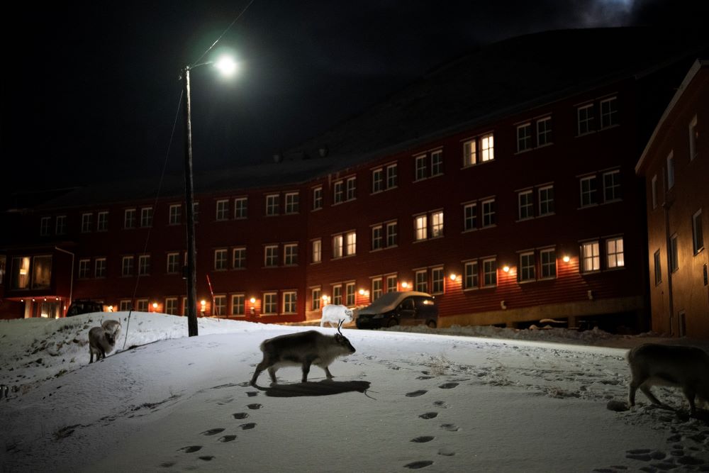 Reindeer graze along the streets of Longyearbyen, Norway, Sunday, Jan. 8, 2023. (AP/Daniel Cole)