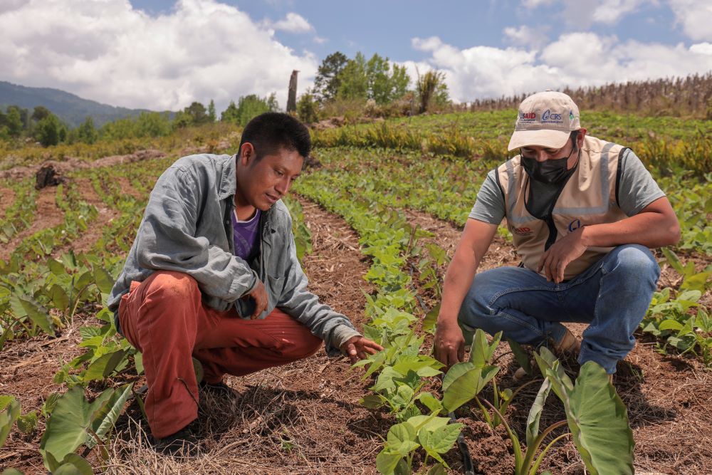 Selvin Alí Hernández and agriculture technician Luis Edgardo García Molina check the crops of his farm that show diversification with association of taro and beans, and he also uses live barriers to prevent erosion and begins to leave stubble to protect the soil in his plot located in Opatoro, Honduras. 