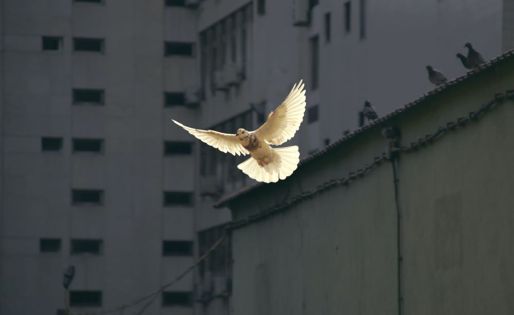 A white dove flies in front of buildings.