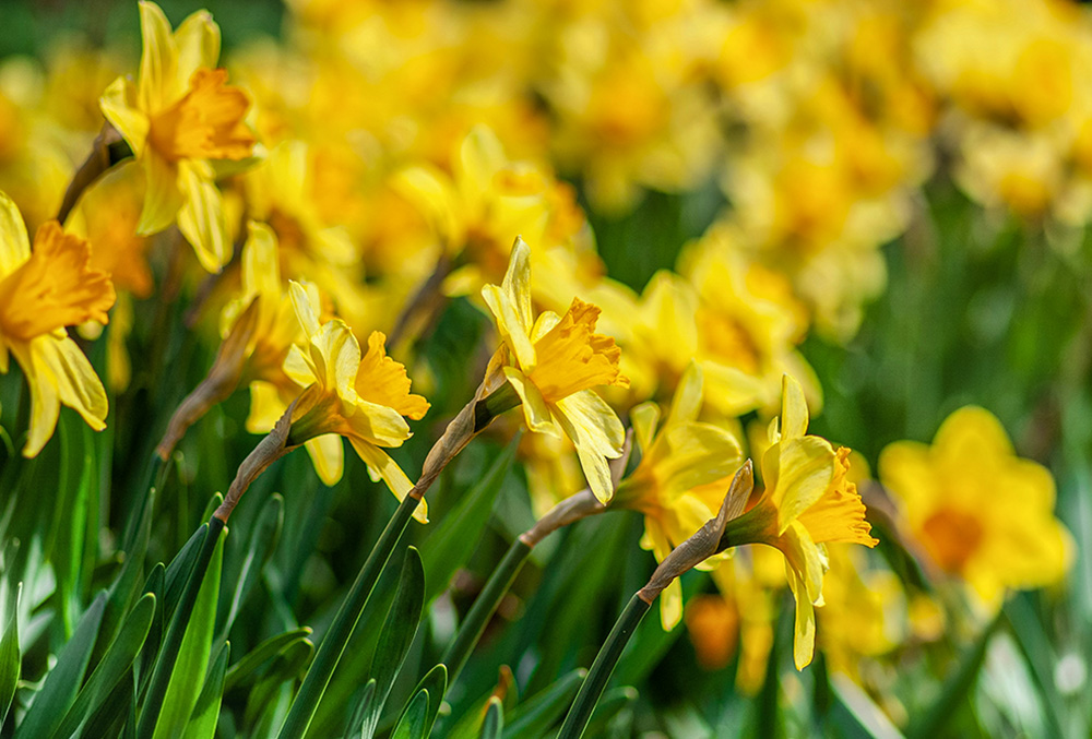 Yellow daffodils (Unsplash/Yoksel Zok)