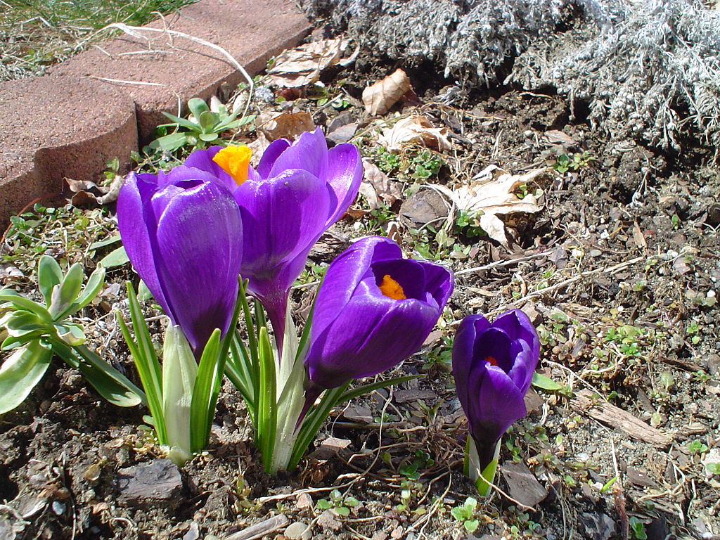 My crocuses aren't this big yet, but I'm hoping. (Photo by Michael Malak, via Wikimedia Commons)