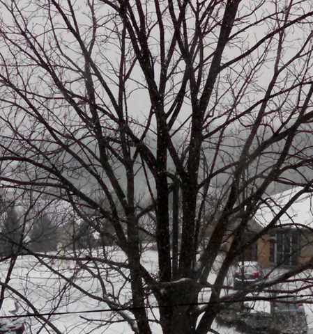 Can you see the snowflakes against the backdrop of the tree? So tiny! (Tracy Kemme)
