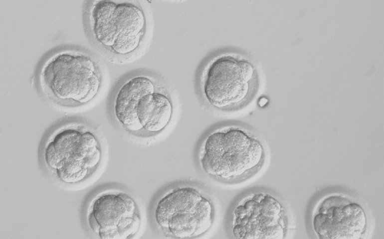 Human embryos created by somatic cell nuclear transfer are pictured on the third day of development in experiments conducted by researchers in Oregon. (CNS/Courtesy of Oregon Health & Science University) 