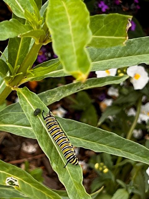 A monarch butterfly caterpillar perched on milkweed in St. Mary’s Episcopal Church’s garden. Planting the right kind of milkweed is of utmost importance. (Martha Simkins Davis)