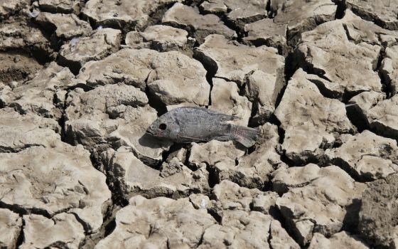 A dead fish lies on the partially dried-up bed of Choursiyavas Lake near Ajmer, India, in June. Rising temperatures due to climate change are likely to reduce and shift the habitable regions of the planet. (CNS photo/Himanshu Sharma, Reuters)