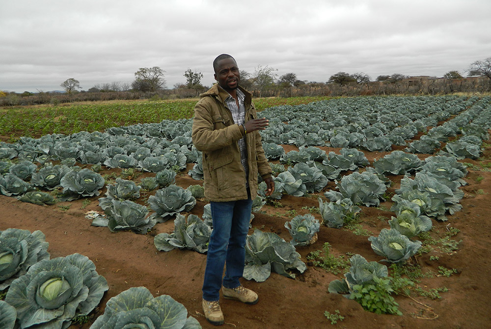 Oscar Singo stands in the field of cabbages he grows to feed his livestock, a technique he learned at a Catholic Church-run farmer training center. (Tawanda Karombo)