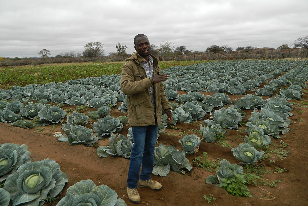 Oscar Singo stands in the field of cabbages he grows to feed his livestock, a technique he learned at a Catholic Church-run farmer training center. (Tawanda Karombo) Oscar Singo stands in the field of cabbages he grows to feed his livestock, a technique he learned at a Catholic Church-run farmer training center. (Tawanda Karombo)