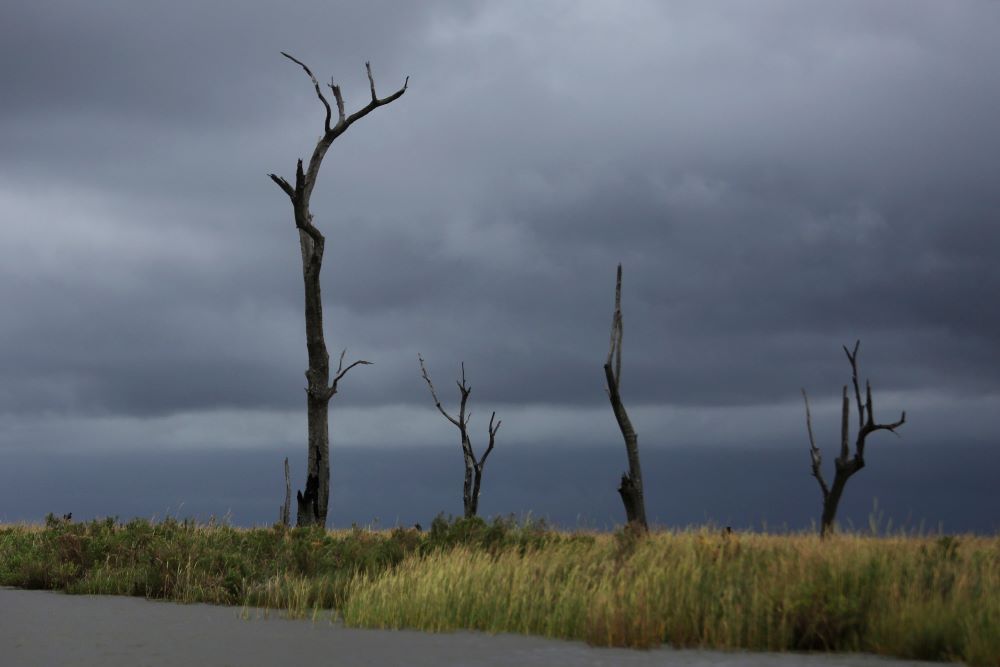 Partly submerged oak trees killed by salt water stick out of the marshy land along the Pointe-au-Chien bayou in southern Louisiana on Tuesday, Sept. 29, 2021. Salt water intruded in the region when surrounding canals were dug and widened by oil companies.