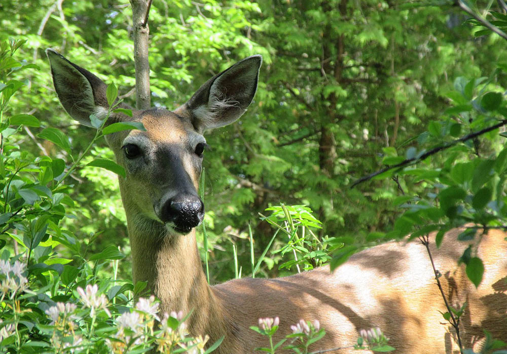 Wolves help control populations of deer, like this white-tailed doe, in the Great Lakes Basin. (Wikimedia Commons/GregOberski, CC BY-SA 4.0) Wolves help control populations of deer, like this white-tailed doe, in the Great Lakes Basin. (Wikimedia Commons/GregOberski, CC BY-SA 4.0)