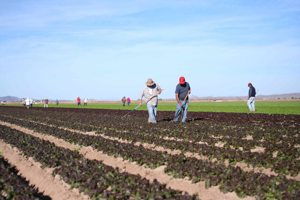 Farmworkers weed a lettuce field Dec. 1, 2012, just outside Yuma, Ariz. Bishop Gerald F. Kicanas of Tucson celebrated Mass that day in honor of farmworkers near the U.S.-Mexico border. (CNS/Catholic Sun/J.D. Long-Garcia)