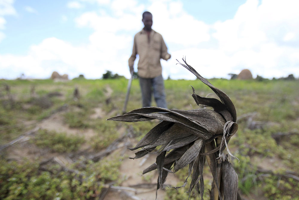 A Zimbabwean man walks through his drought-affected corn field outside Harare Jan. 20. With poverty on the rise and a drought compounding Zimbabwe's problems, people are struggling to make ends meet, and the poor are becoming poorer, church workers said. 