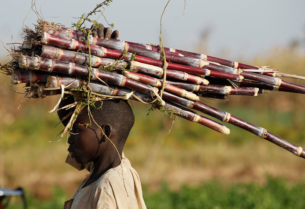 A young person carries sugar cane on a farm in mid-November 2016 near Zaria, Nigeria. (CNS/Reuters/Akintunde Akinleye)