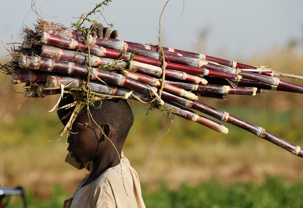 A young person carries sugar cane on a farm in mid-November 2016 near Zaria, Nigeria. (CNS/Reuters/Akintunde Akinleye) A young person carries sugar cane on a farm in mid-November 2016 near Zaria, Nigeria. (CNS/Reuters/Akintunde Akinleye)