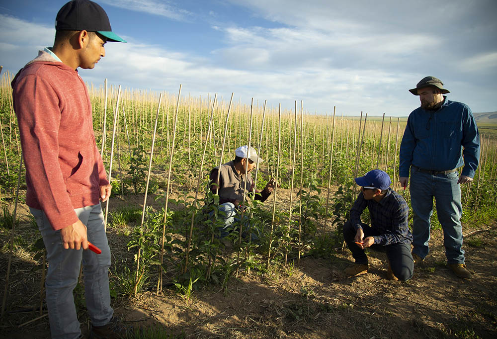 A migrant worker teaches seminarians how to prune young apple trees at an orchard in Prosser, Washington, May 29, 2018, as the seminarians began their first day in a migrant ministry program.