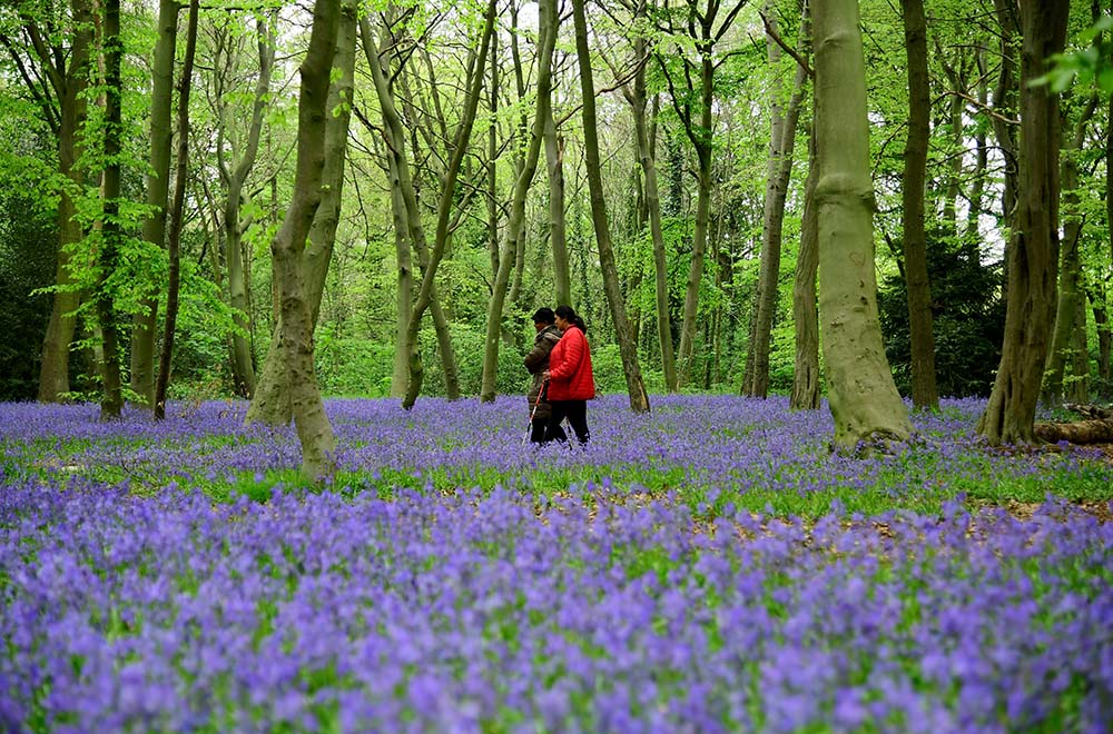 Trees and bluebells (CNS/Reuters/Toby Melville)