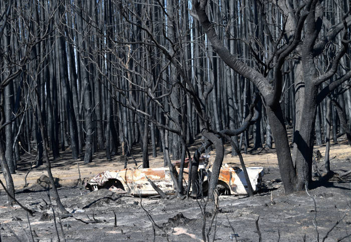 Burned trees from a bush fire are seen on Kangaroo Island in Australia Jan. 6, 2020. (CNS photo/David Mariuzi, AAP via Reuters)