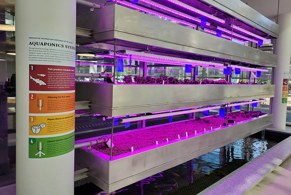 Several aquaponics systems throughout the School of Environmental Sustainability allow students to study and apply urban agriculture practices. (NCR photo/Brian Roewe)