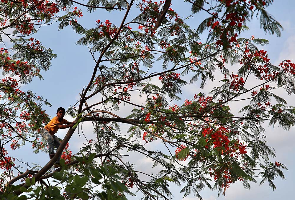 A child climbs on a royal poinciana tree to pluck new blossoms on Earth Day, April 22, 2020, in Dhaka, Bangladesh. (CNS/Reuters/Mohammad Ponir Hossain)
