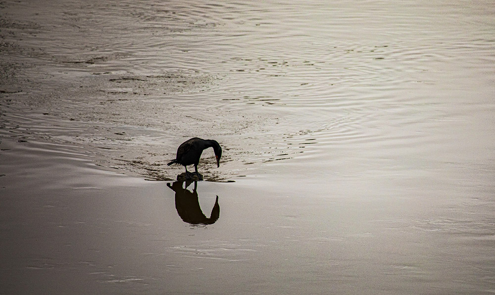 A cormorant is seen on the Anacostia River April 26, 2020, near Bladensburg, Maryland. (CNS/Chaz Muth)