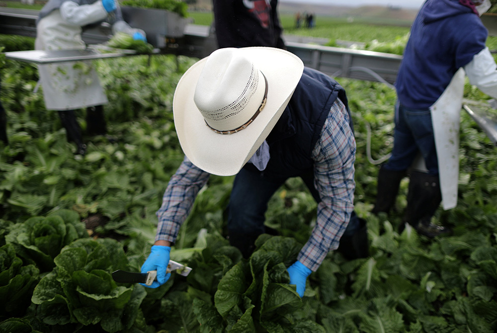 Migrant farmworkers harvest romaine lettuce Migrant farmworkers harvest romaine lettuce April 17, 2017, in King City, California. (CNS/Reuters/Lucy Nicholson)
