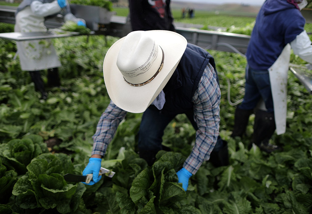 Migrant farmworkers harvest romaine lettuce in King City, California, April 17, 2017. (CNS/Reuters/Lucy Nicholson)