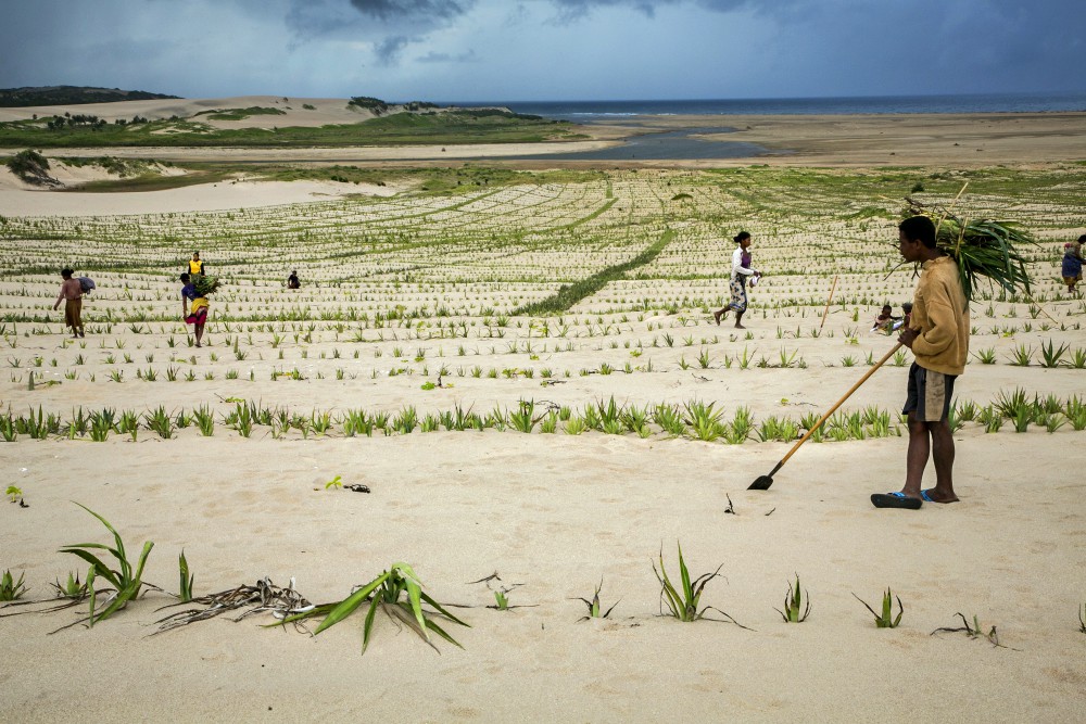 Community members plant sisal on sand dunes to stabilize them and keep them from blowing and moving onto farmland near the village of Anjongo, Madagascar, March 22, 2019. (CNS/Catholic Relief Services/Jim Stipe)
