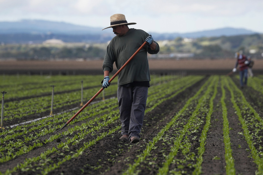 Migrant worker Cesar Lopez, 33, cleans the fields near Salinas, Calif., March 30, 2020. (CNS/Reuters/Shannon Stapleton)