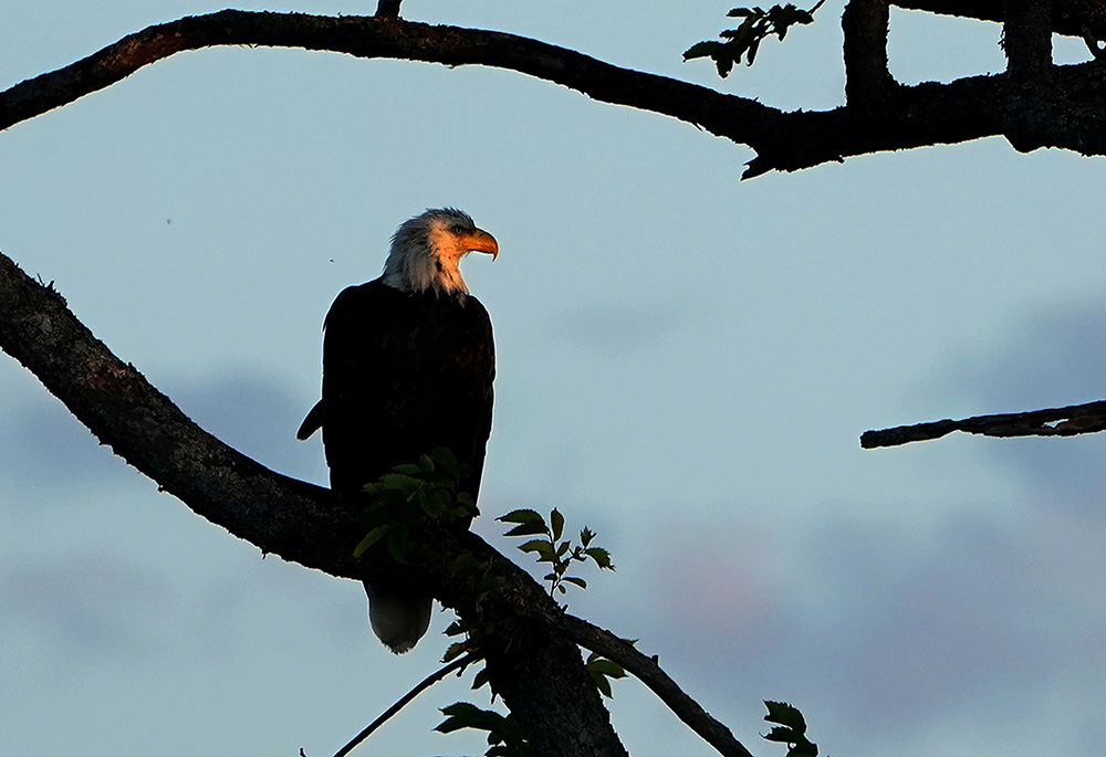 A bald eagle is pictured in a file photo perched in a tree in Baddeck, Nova Scotia. (CNS/Reuters/Carlo Allegri) A bald eagle is pictured in a file photo perched in a tree in Baddeck, Nova Scotia. (CNS/Reuters/Carlo Allegri)