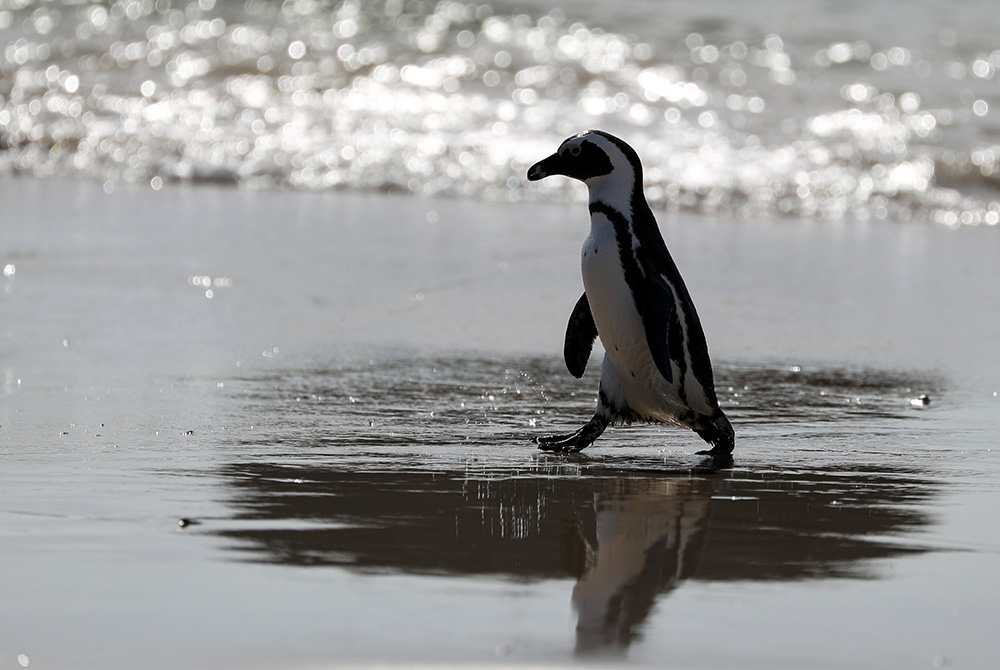 An endangered African penguin emerges from the water at Seaforth Beach, South Africa, Nov. 3, 2020. (CNS/Reuters/Sumaya Hisham)