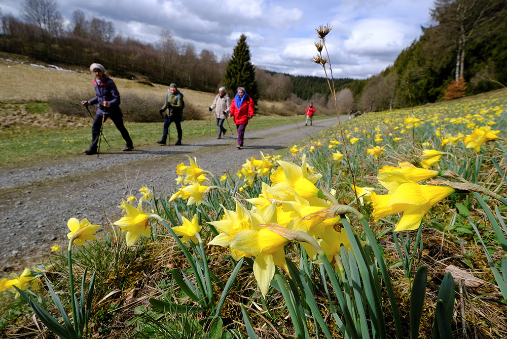 Hikers walk past a field of wild narcissi flowers in the Eifel region close to the German-Belgian border, April 16, near Höfen, Germany. The Vatican has consulted with many people around the world for its Laudato Si' Action Platform, which launches in Oct Hikers walk past a field of wild narcissi flowers in the Eifel region close to the German-Belgian border, April 16, near Höfen, Germany. The Vatican has consulted with many people around the world for its Laudato Si' Action Platform, which launches in Oct