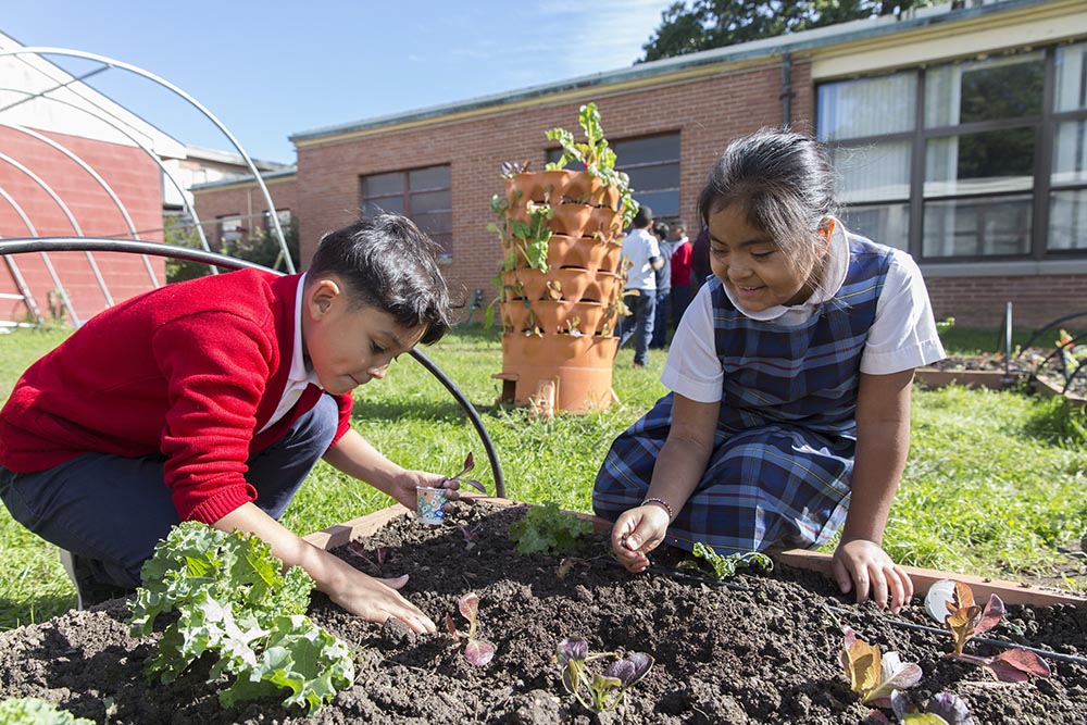 Students at St. Francis International School in Silver Spring, Maryland, tend lettuce and other greens in the school garden as a part of their environmental science curriculum in 2018. The Washington Archdiocese issued an action plan based on Laudato Si'.