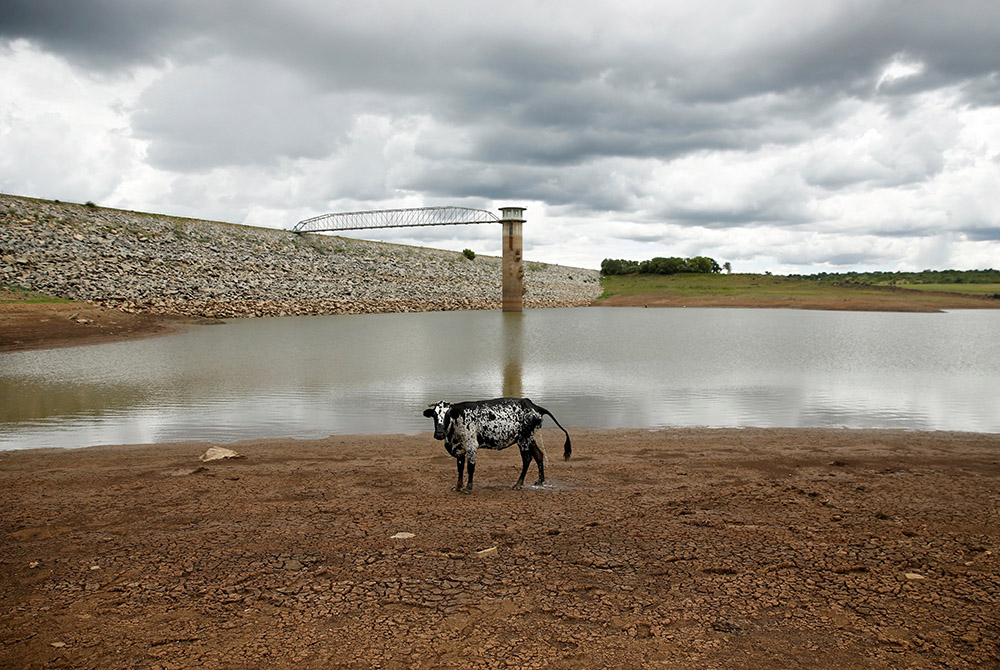 A cow stands on caked mud before a small patch of water at a dam Jan. 18, 2020, near Bulawayo, Zimbabwe A cow stands on caked mud before a small patch of water at a dam Jan. 18, 2020, as the region deals with a prolonged drought near Bulawayo, Zimbabwe. (CNS/Reuters/Philimon Bulawayo)