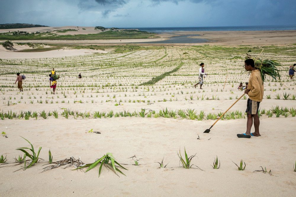 Community members plant sisal plants on sand dunes to stabilize them and keep them from blowing and moving. (CNS/Catholic Relief Services/Jim Stipe)