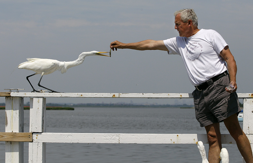 In July 2012, a few months before Superstorm Sandy, Don Riepe feeds a small fish to a great egret that regularly visits his dock at Broad Channel on Jamaica Bay in New York. (AP/Kathy Willens)
