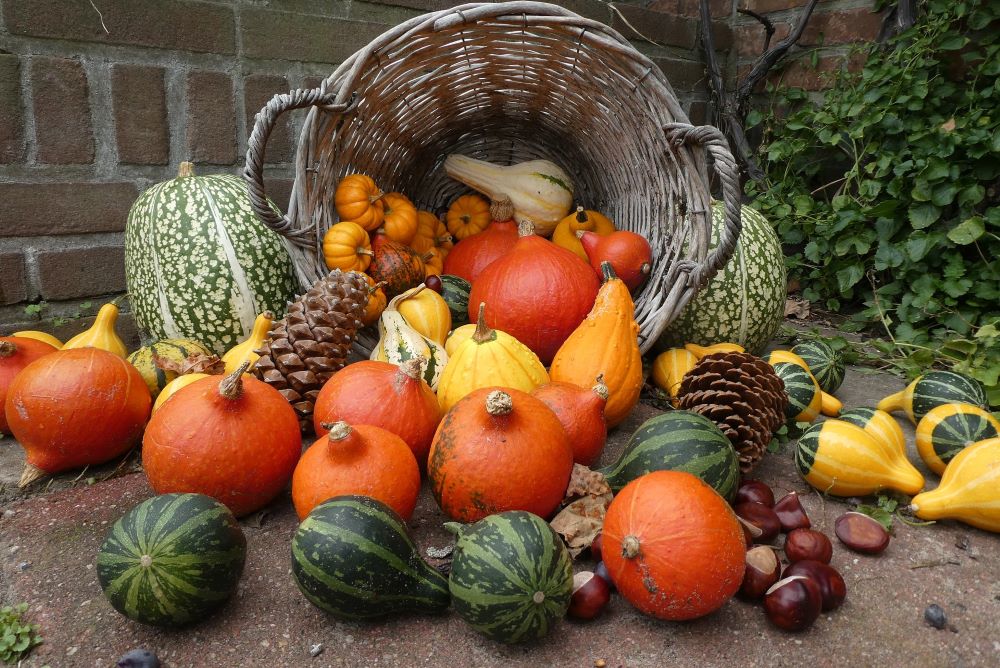 Basket of pumpkins and squash