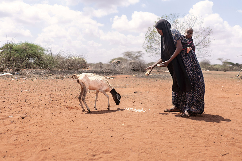A woman feeds her goat outside her house amid the lack of grazing lands in the drought-stricken town of Wajir, Kenya, Dec. 2, 2021. African bishops have said that as discussions on climate crisis intensify, land and climate justice must go hand in hand. (CNS/World Food Program handout via Reuters)