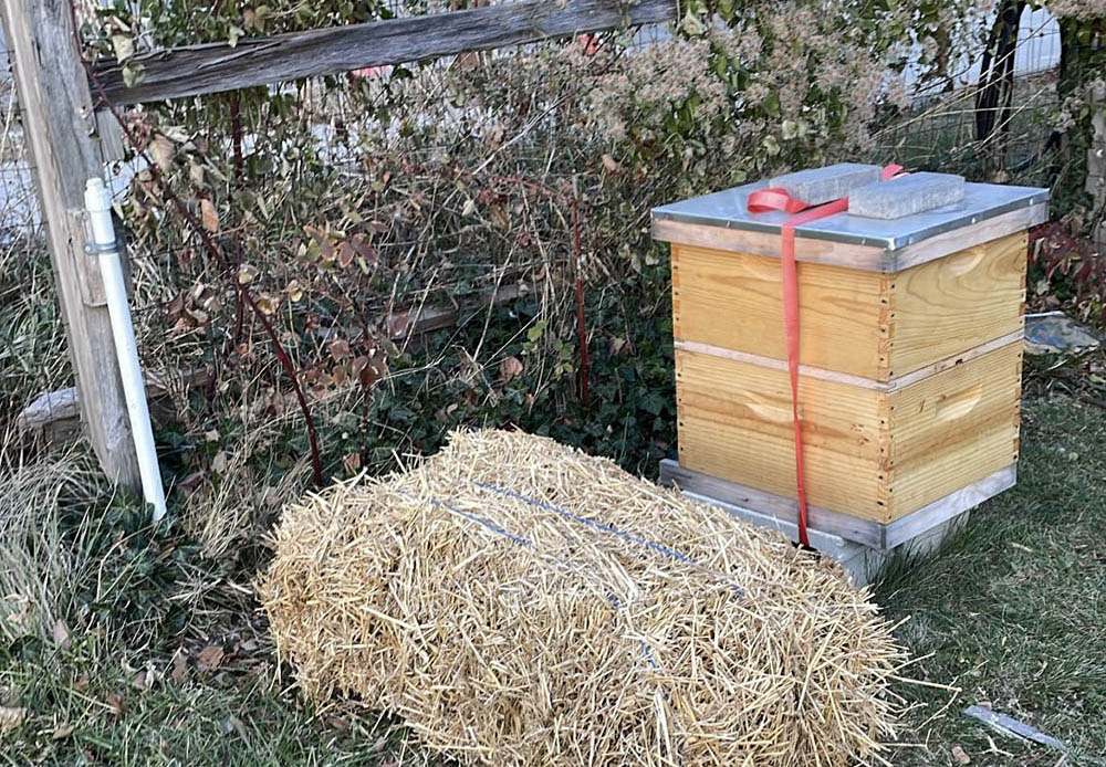 The hive, now insulated with the warmth of hay, is prepared for the winter months. (Charlie X. Constance)