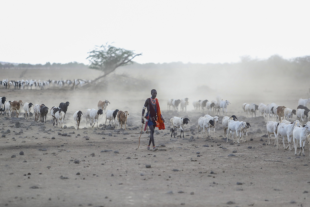 A Maasai man walks with his livestock in search of grassland for them to graze on Nov. 9 at Ilangeruani village, near Lake Magadi, in Kajiado County, Kenya. Parts of Kenya have experienced four consecutive seasons with inadequate rain in the past two years, with dire effects for people and animals, including livestock. (AP/Brian Inganga)