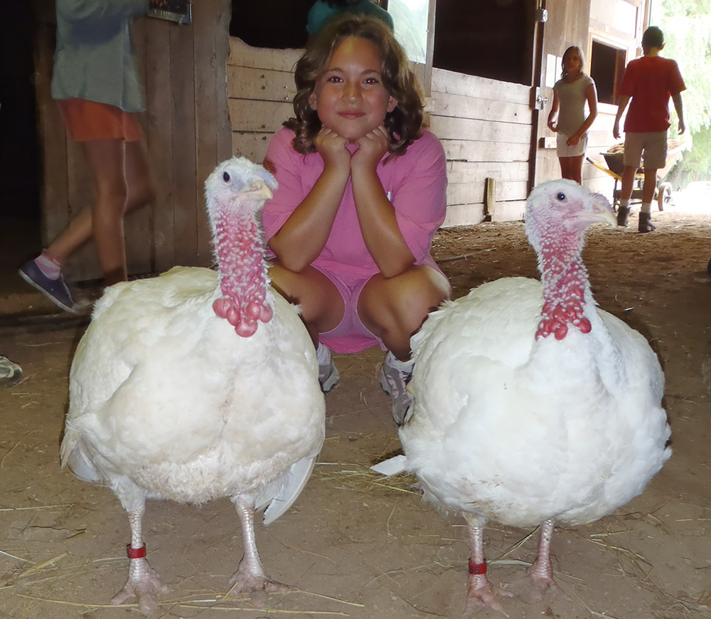 Turkeys Blue and Ethel enjoy the company of a visitor to Catskill Animal Sanctuary in Saugerties, New York. (Courtesy of Catskill Animal Sanctuary)
