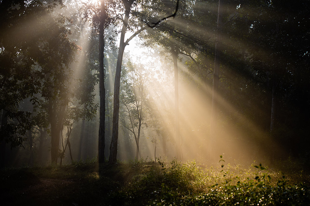 Sunlight streaming through trees (Unsplash/Syed Ali)