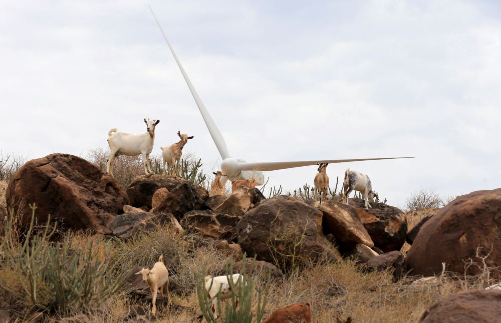 Goats graze near power-generating wind turbines at northern Kenya's Lake Turkana Wind Power Project Sept. 4, 2018, in Loyangalani, Kenya. (CNS/Reuters/Thomas Mukoya)