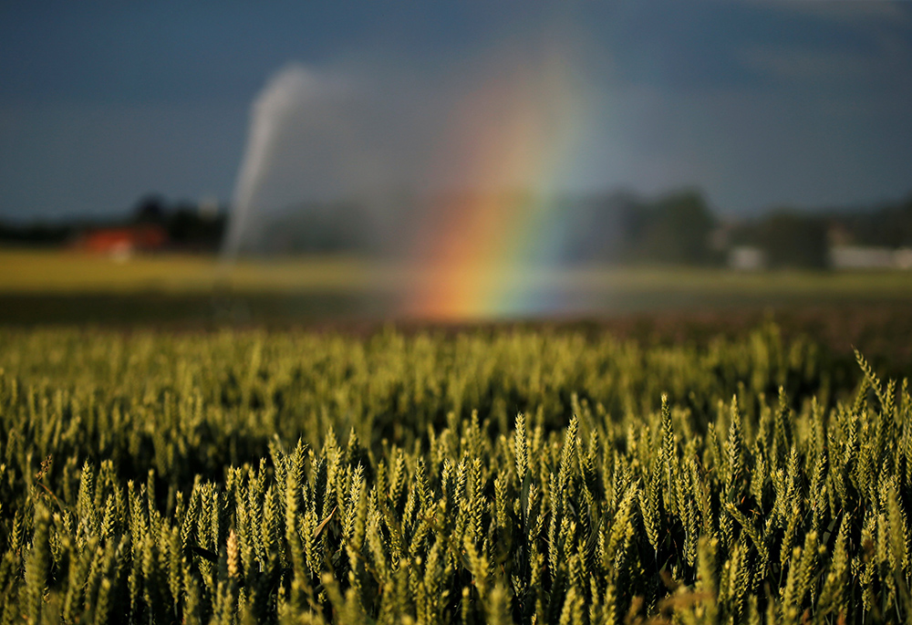 A rainbow is seen in late June 2020 as a wheat field is irrigated after authorities announced a drought risk for the summer in Sailly-lez-Cambrai, France. (CNS/Reuters/Pascal Rossignol)