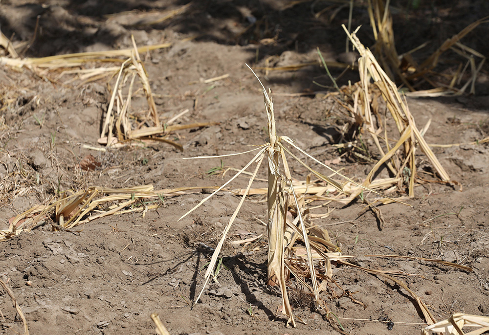 Maize stems remain dry Feb. 16 after failing because of a drought in Kilifi, Kenya. Catholic bishops of Eastern Africa, meeting in Tanzania July 10-18 examined the consequences of climate change throughout the region. (CNS/Reuters/Baz Ratner) Maize stems remain dry Feb. 16 after failing because of a drought in Kilifi, Kenya. Catholic bishops of Eastern Africa, meeting in Tanzania July 10-18 examined the consequences of climate change throughout the region. (CNS/Reuters/Baz Ratner)