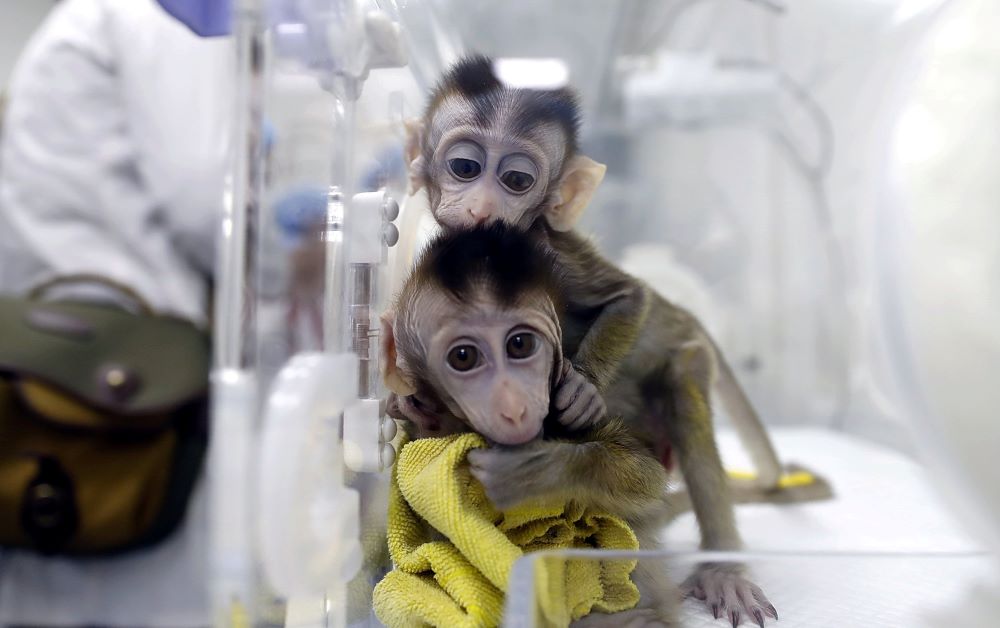 Monkeys cloned from a gene-edited macaque with circadian rhythm disorders are seen in a lab at the Institute of Neuroscience of Chinese Academy of Sciences in Shanghai Jan. 18, 2019. The U.S. Food and Drug Administration's decision to lift animal testing requirements prompts Catholic reflection on what the faith teaches about our relationship to animals and responsibilities to them, particular when it comes to research. (OSV News/Reuters/China Daily)