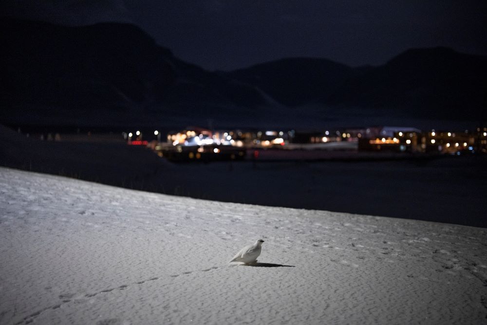 A Svalbard rock ptarmigan waddles through the snow in Longyearbyen, Norway, Sunday, Jan. 8, 2023. (AP/Daniel Cole)