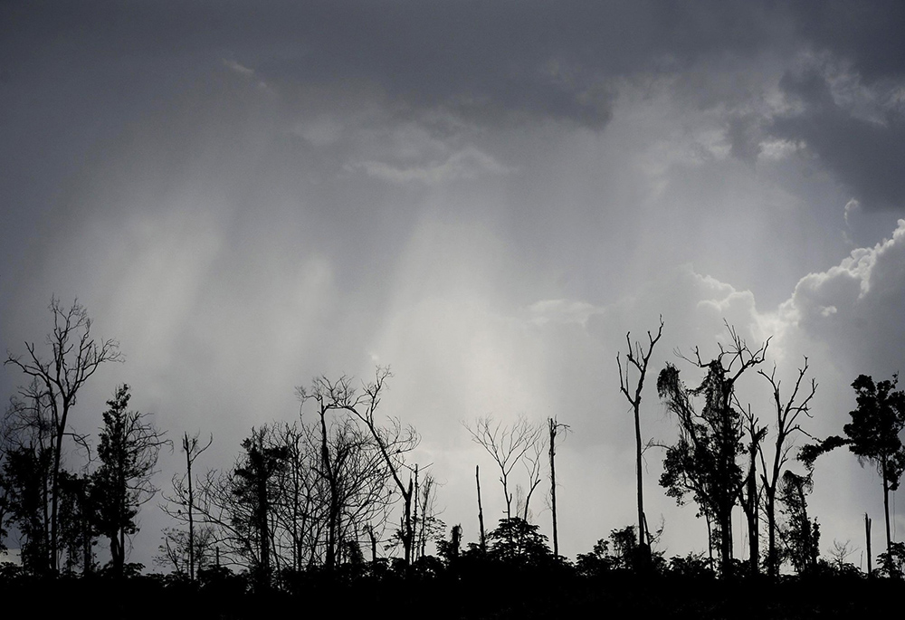 The remains of virgin Amazon rainforest are seen after it was cleared for its wood along a highway near a town in Moju, Brazil, May 26, 2012. (CNS/Reuters/Lunae Parracho)