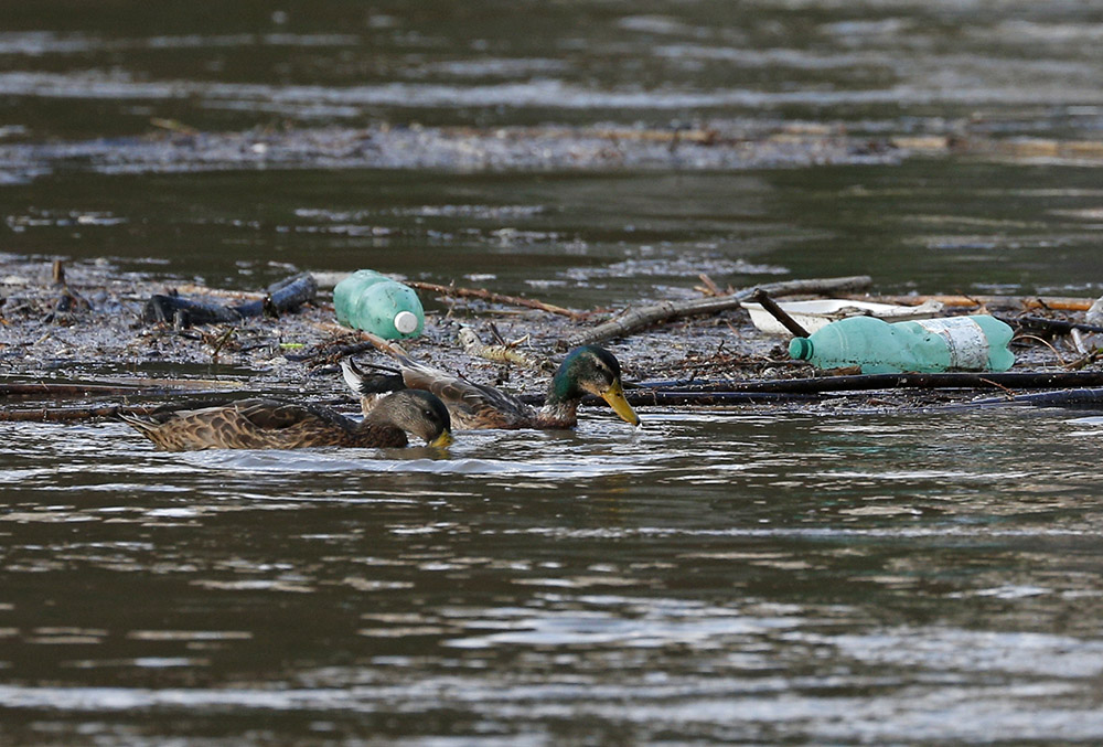 Ducks swim past plastic bottles and other debris floating on the Tiber River in Rome July 28, 2019. In his 2015 encyclical, "Laudato Si', on Care for Our Common Home," Pope Francis said that "the earth, our home, is beginning to look more and more like an immense pile of filth." (CNS/Paul Haring)