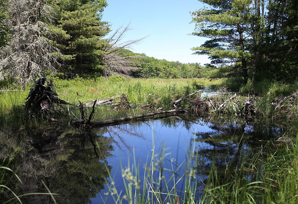 Trees reflect in a pond along a trail in Acadia National Park in Bar Harbor, Maine. With scientists warning that the loss of nature is accelerating at dangerous speeds, Catholic activists urged nations at the U.N. Biodiversity Conference in Montreal to act to protect life on earth at all levels. (CNS/Bob Roller)