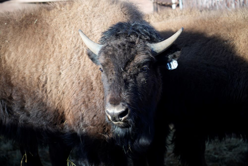 One of the 35 Denver Mountain Park bison stands in a corral as it waits to be transferred to representatives of four Native American tribes and one memorial council so they can reintroduce the animals to tribal lands Wednesday, March 15, 2023, near Golden, Colo. (AP Photo/David Zalubowski)